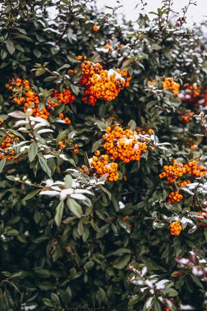 christmas green bush with red berries winter in snow natural background textureの写真素材