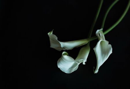 beautiful three calla lilies white on a black background greeting card with empty placeの写真素材