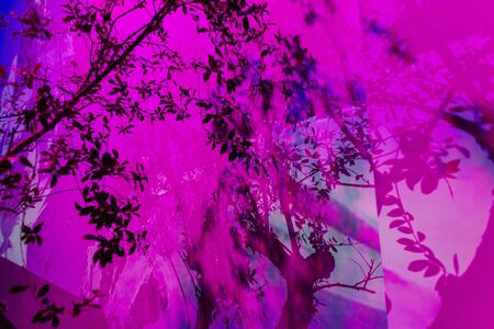 tree background in pink light in blur reflection and shadow of a branchの写真素材