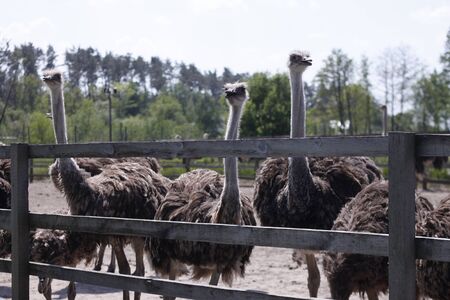 ostrich family behind the fence on an ostrich farmの写真素材