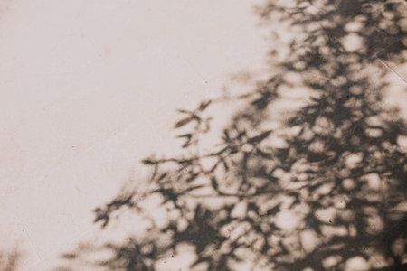 vegetation tropics decorative mediterranean landscape olives tree sun shadow