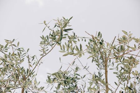 vegetation tropics decorative mediterranean 

landscape olives tree sun shadowの写真素材
