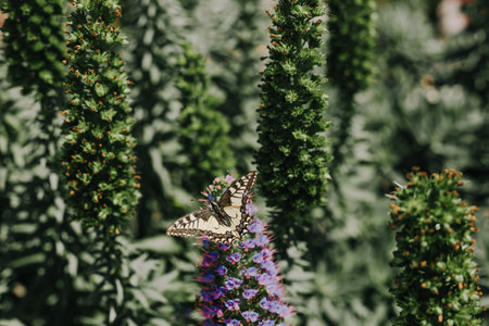 vegetation tropics decorative mediterranean landscape butterfly flower freshness nature floraの写真素材