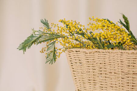 Acacia dealbata holiday vase flowers freshness bright mock up bouquet



の写真素材