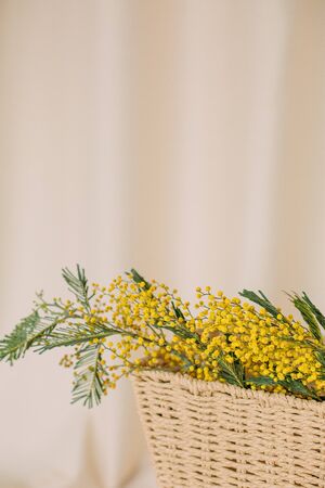 Acacia dealbata holiday vase flowers freshness bright mock up bouquet



の写真素材