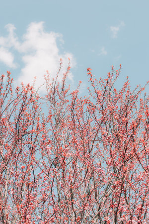 spring season flowering garden branches growth life bloom bud