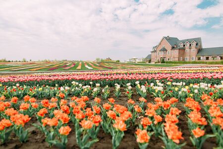 many flowers rows of colored tulips on the field in front of the buildingの写真素材