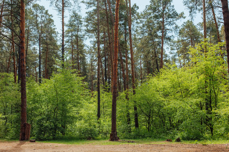 green forest deciduous bright daylight morning freshness nature