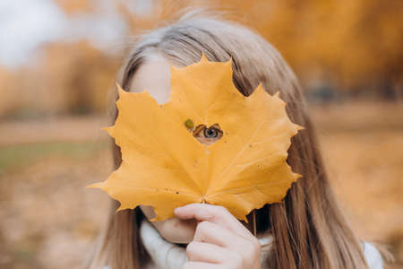 pretty girl covers her face with maple autumn leaf goldの写真素材