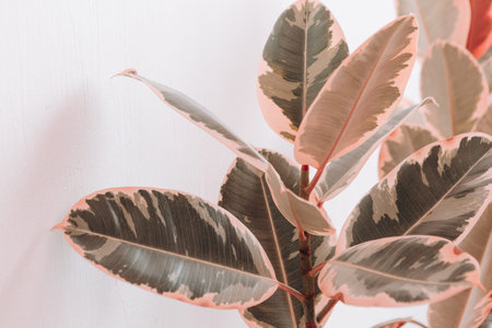 houseplant ficus with large beautiful leaves home comfort and a healthy lifestyle