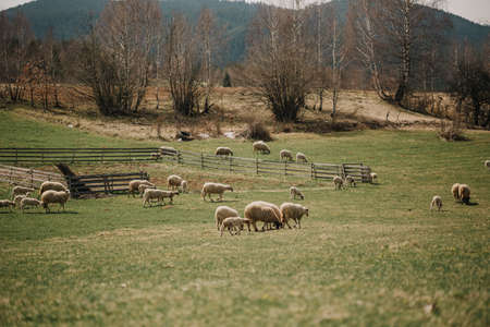 flock of sheep graze on a hillside the foot of the mountains of europeの写真素材