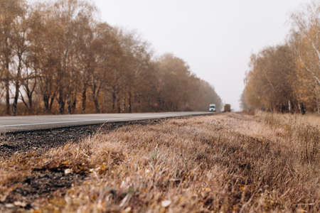 autumn roadside asphalt road and yellowed grass and treesの写真素材