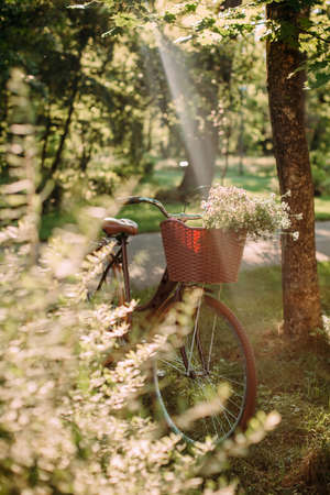 womens bicycle with flowers in a basket glade in the forest and sun raysの写真素材