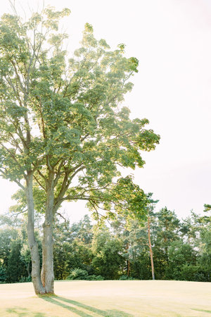 tree in a clearing mowed lawn bright light ecological space