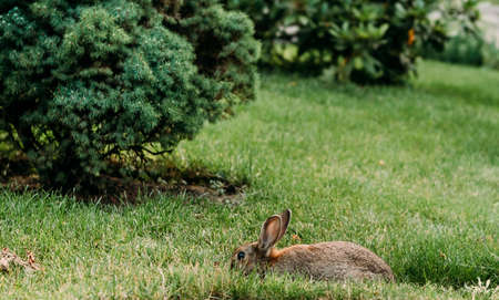 rabbit in the meadow pasture grass summer freedom farm reserveの写真素材