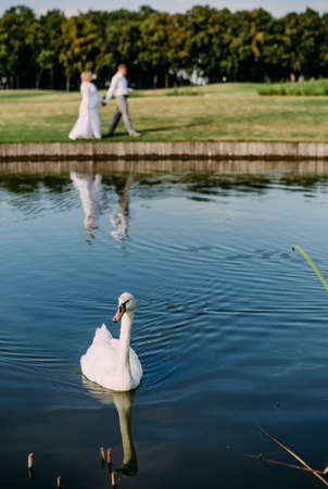 white swan swims in the lake and the concept of a couple in love in the backgroundの写真素材