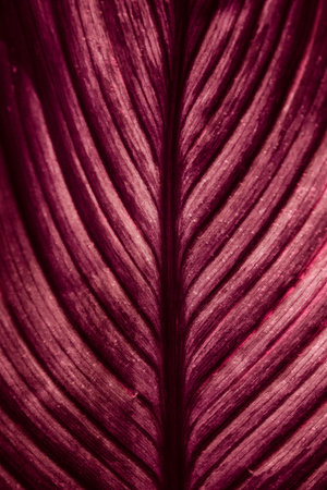 large palm leaf brightly colored red close up texture