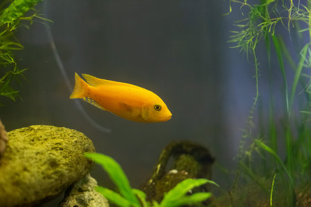 Malawi yellow cichlid fish in an aquarium with decor and natural algae