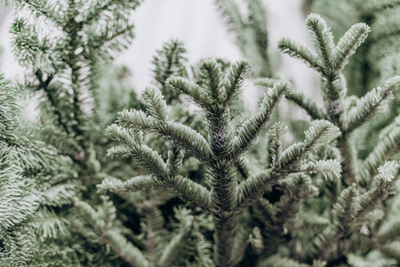 green pine needles close up christmas symbol filled background