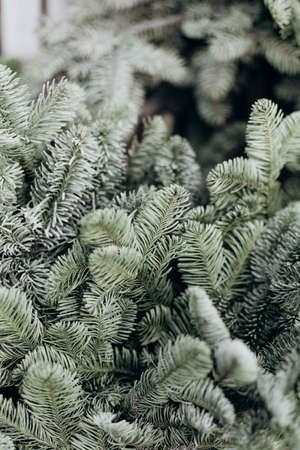 green pine needles close up christmas symbol filled backgroundの写真素材