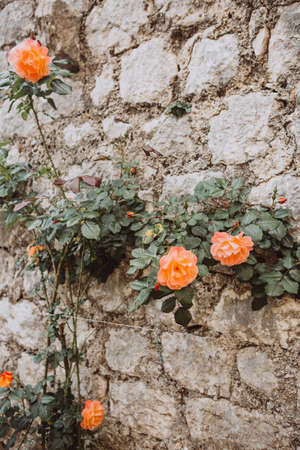 decorative flower rose grows on the ancient stone wall of the buildingの写真素材