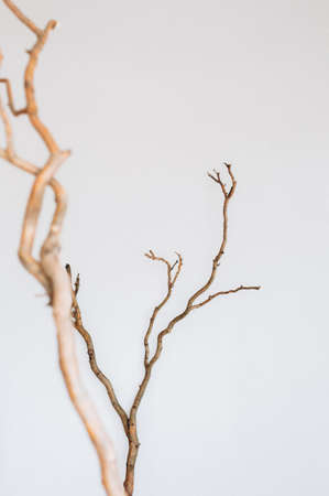 dry winding tree branches on a white background inside concept backgroundの写真素材