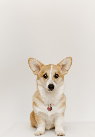 happy dog ââpet corgi breed on white background studioの写真素材