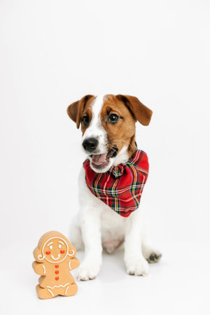 pet dog jack russell fashion outfit and christmas gift gingerbread toyの写真素材