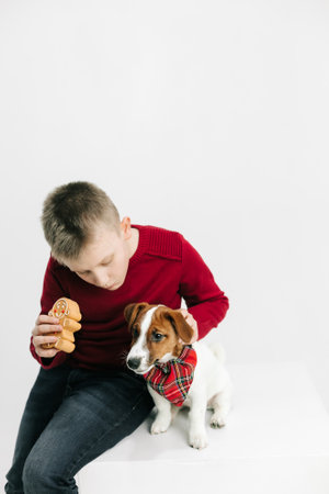 boy playing with a thoroughbred jack russell on a white backgroundの写真素材