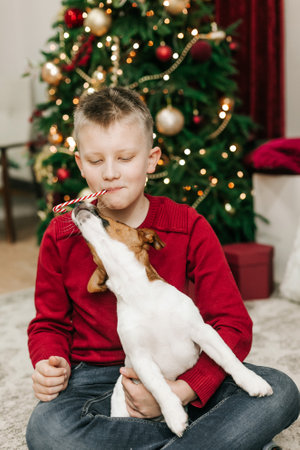 boy play have fun with pet jack russell on christmas tree backgroundの写真素材