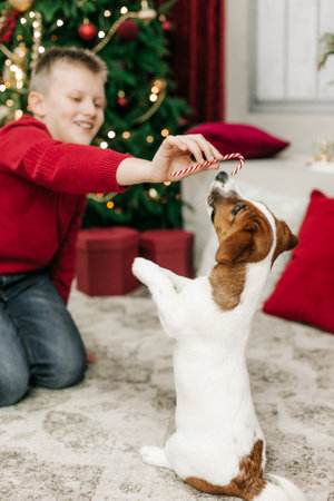boy play have fun with pet jack russell on christmas tree backgroundの写真素材