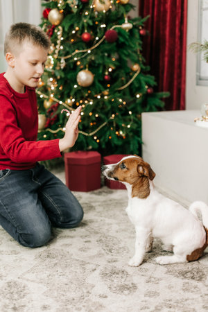 boy play have fun with pet jack russell on christmas tree backgroundの写真素材