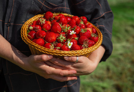 harvest strawberries field collect in a basket close up self serviceの写真素材
