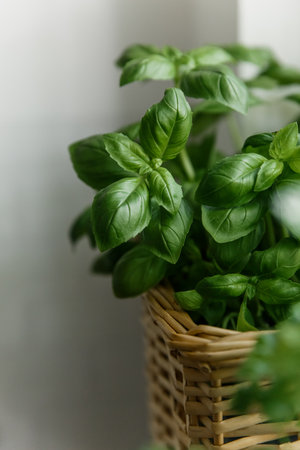 Close-Up of Fresh Basil Leaves in Wicker Basket Indoorsの写真素材
