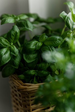 Close-Up of Fresh Basil Leaves in Wicker Basket Indoorsの写真素材