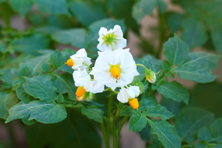 The white flowers of the potato Bushの写真素材