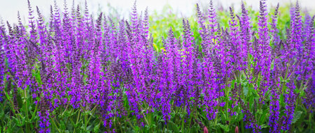 Flowers of bright purple sage in the field. Rich color with bokeh, decorative grassの写真素材