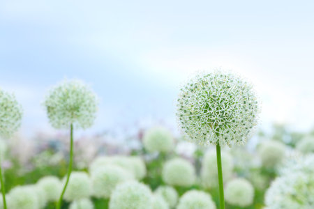 White onion flowers in the field. Decorative grass on sky backgroundの写真素材