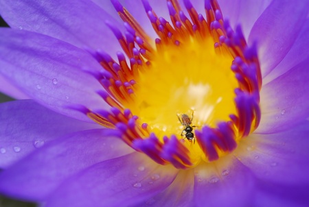 bug in lotus,purple lotusの写真素材