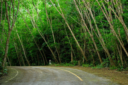 way to forest
