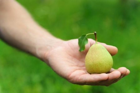 Human hand holding a pear on the green blurry backgroundの写真素材