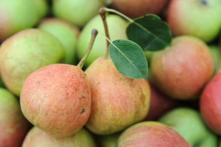 Two pears with leaves on a background of other pearsの写真素材