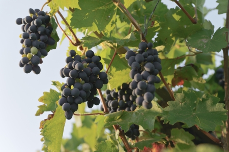 Grapes hanging on the vine against a blue skyの写真素材