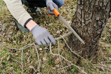 Work in the garden. Man cutting branches of trees and berry bushes using the saw.