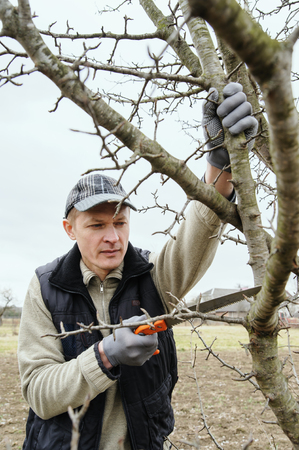 Work in the garden. Man cutting branches of trees and berry bushes using the saw.の写真素材