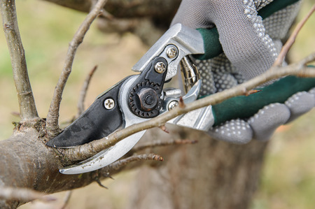 Work in the garden. Man cutting branches of trees and berry bushes using secateurs.の写真素材