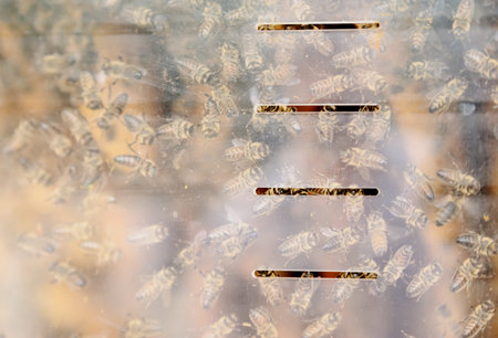Bees behind the glass. Through the transparent wall of the hive shows the life of bees.