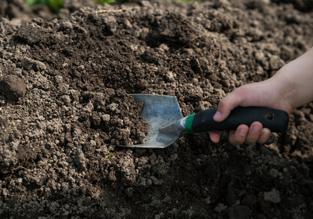Hand of  child using a shovel digging groundの写真素材