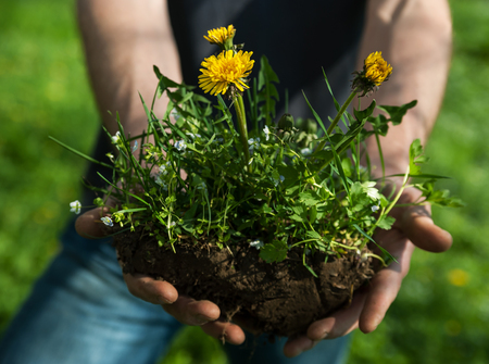 The plant dandelion with a piece of soil in the hands of manの写真素材