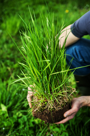 Human hand holding a piece of soil with grass and flowersの写真素材
